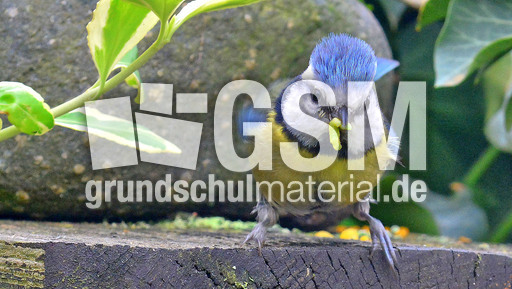 Blaumeise_mit_Futter (07).jpg